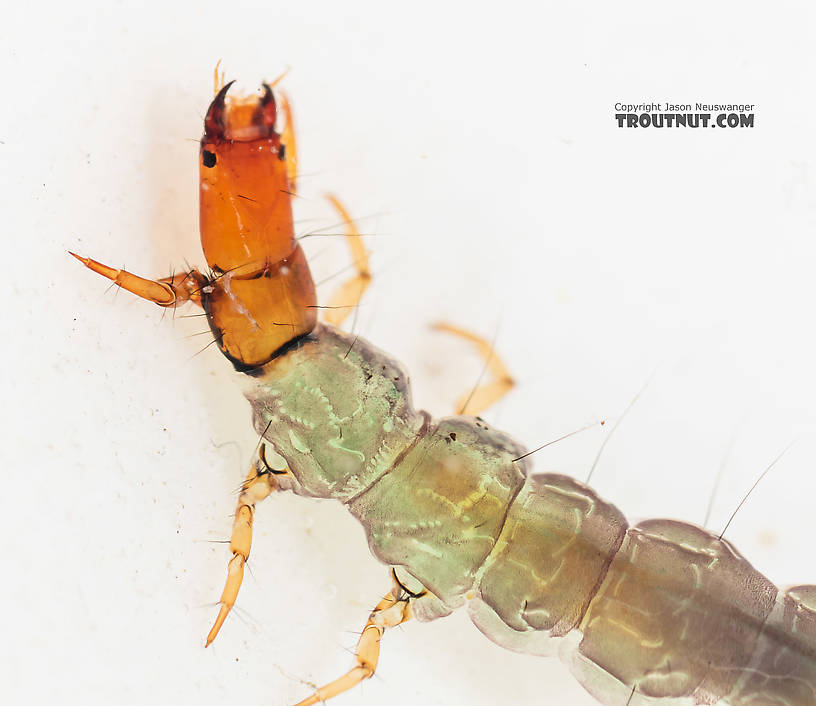 Rhyacophila (Green Sedges) Caddisfly Larva from the South Fork Snoqualmie River in Washington