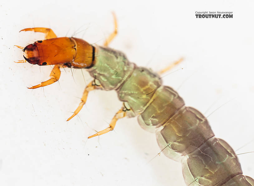 Rhyacophila (Green Sedges) Caddisfly Larva from the South Fork Snoqualmie River in Washington