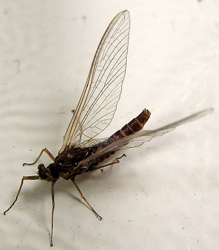 Female Ephemerella subvaria (Hendrickson) Mayfly Spinner from unknown in Wisconsin