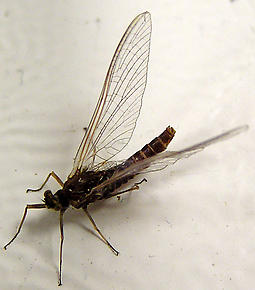 Female Ephemerella subvaria (Hendrickson) Mayfly Spinner