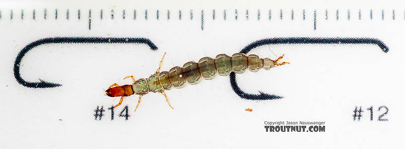 Rhyacophila (Green Sedges) Caddisfly Larva from the South Fork Snoqualmie River in Washington