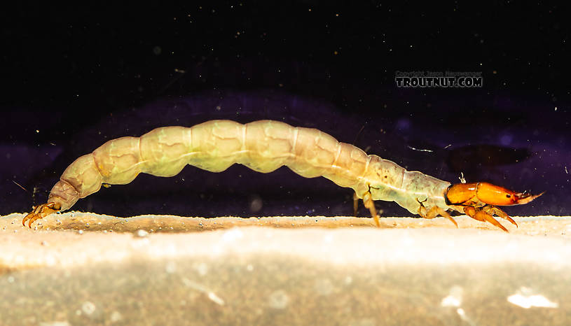 Rhyacophila (Green Sedges) Caddisfly Larva from the South Fork Snoqualmie River in Washington