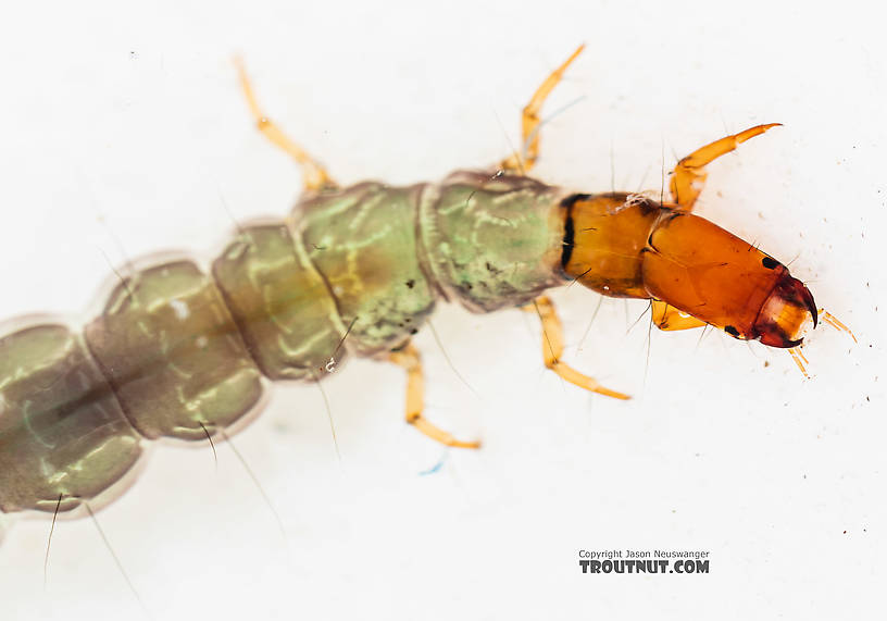 Rhyacophila (Green Sedges) Caddisfly Larva from the South Fork Snoqualmie River in Washington