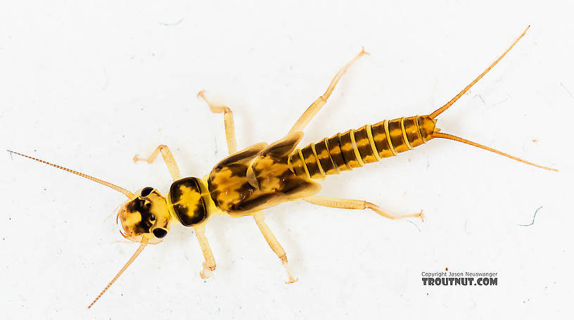 Osobenus yakimae Stonefly Nymph from the South Fork Snoqualmie River in Washington