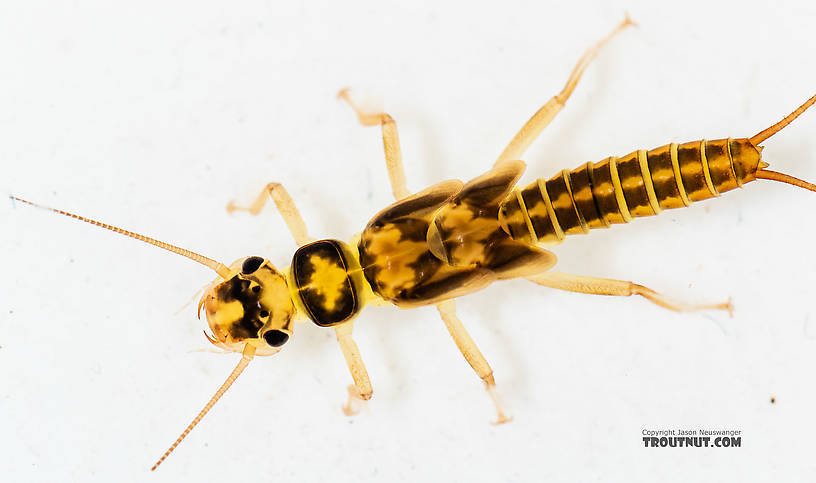 Osobenus yakimae Stonefly Nymph from the South Fork Snoqualmie River in Washington