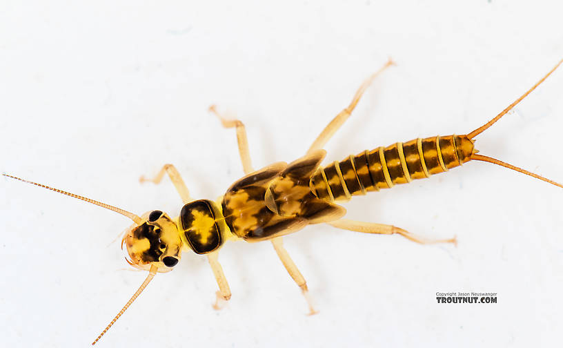 Osobenus yakimae Stonefly Nymph from the South Fork Snoqualmie River in Washington