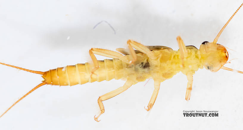 Osobenus yakimae Stonefly Nymph from the South Fork Snoqualmie River in Washington