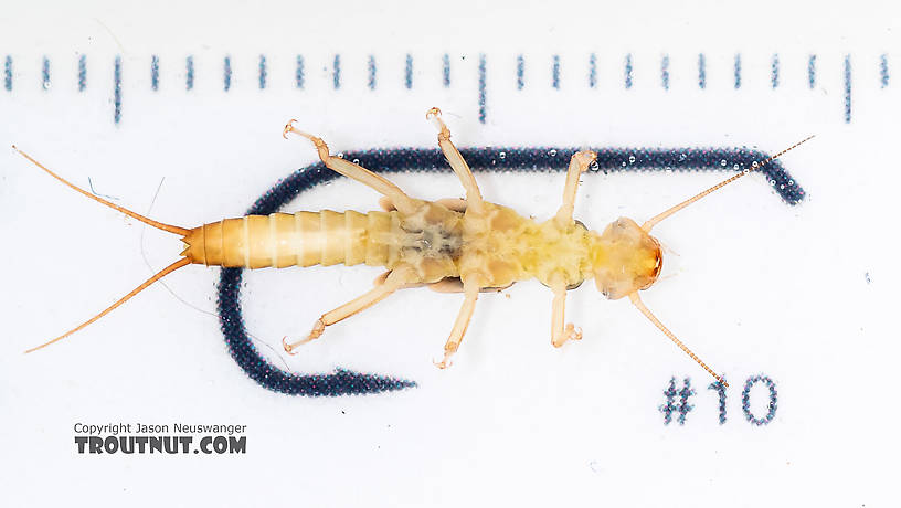 Osobenus yakimae Stonefly Nymph from the South Fork Snoqualmie River in Washington