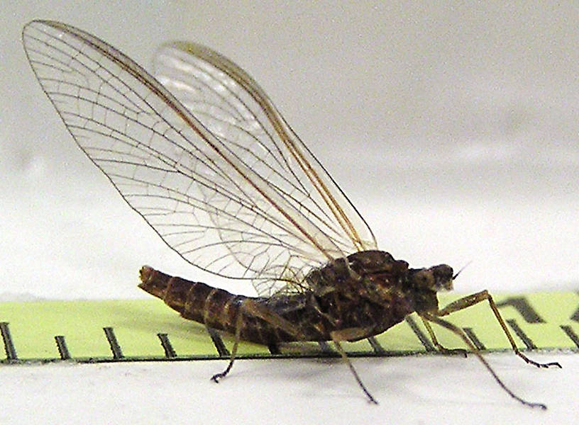 Female Ephemerella subvaria (Hendrickson) Mayfly Spinner from unknown in Wisconsin