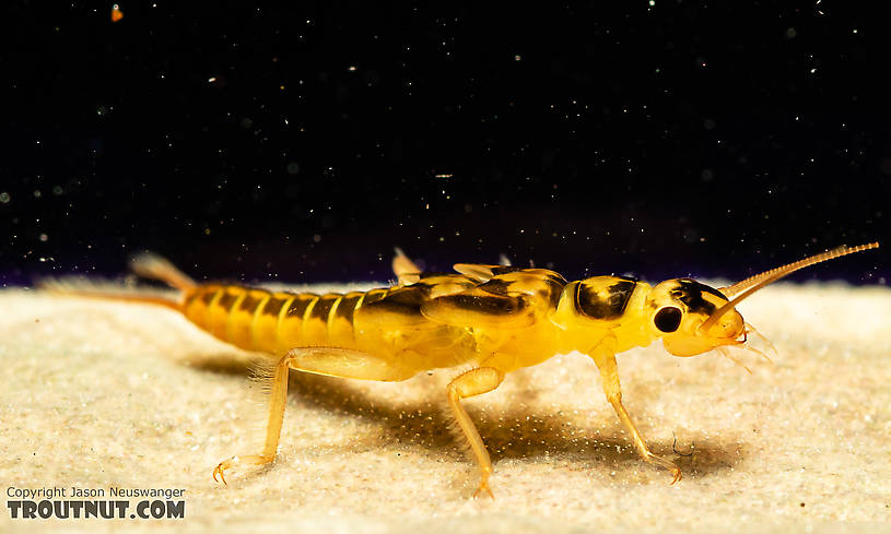 Osobenus yakimae Stonefly Nymph from the South Fork Snoqualmie River in Washington