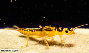 Osobenus yakimae  Stonefly Nymph