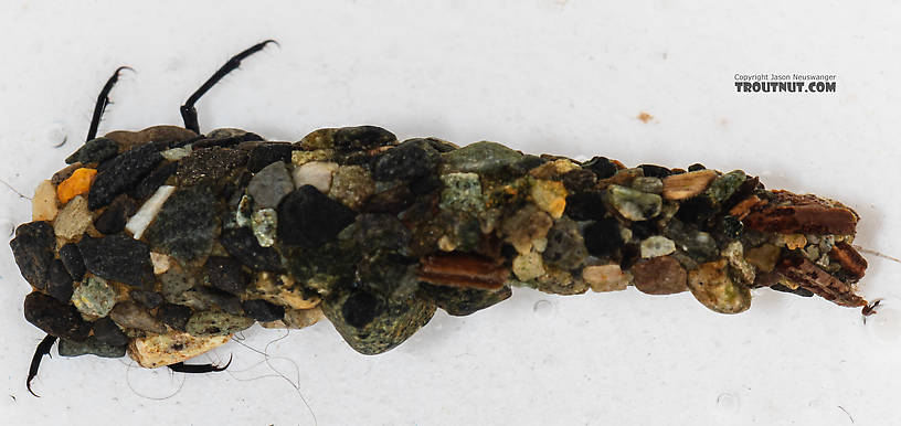 Limnephilidae (Northern Caddisflies) Caddisfly Larva from the South Fork Snoqualmie River in Washington