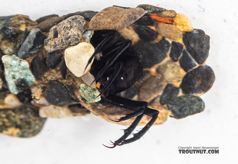 Limnephilidae (Northern Caddisflies) Caddisfly Larva from the South Fork Snoqualmie River in Washington