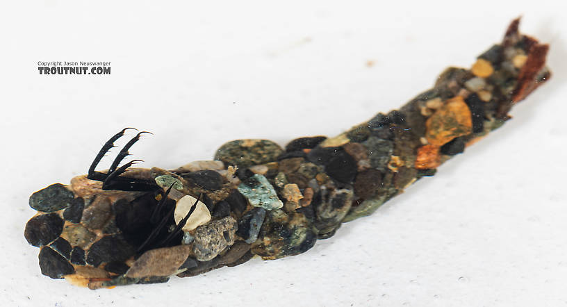 Limnephilidae (Northern Caddisflies) Caddisfly Larva from the South Fork Snoqualmie River in Washington