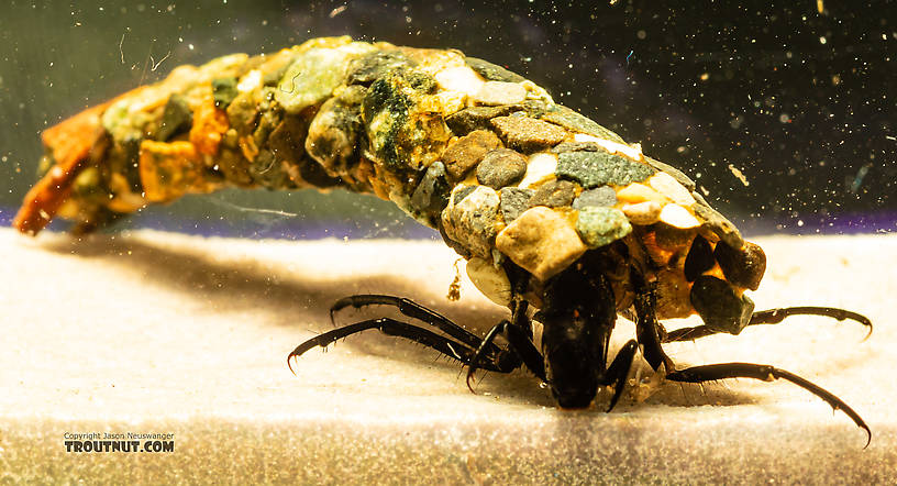 Limnephilidae (Northern Caddisflies) Caddisfly Larva from the South Fork Snoqualmie River in Washington