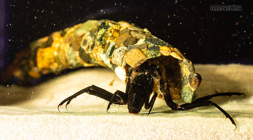 Limnephilidae (Northern Caddisflies) Caddisfly Larva from the South Fork Snoqualmie River in Washington