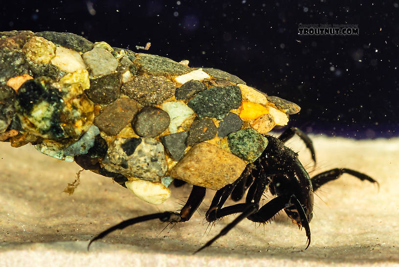 Limnephilidae (Northern Caddisflies) Caddisfly Larva from the South Fork Snoqualmie River in Washington