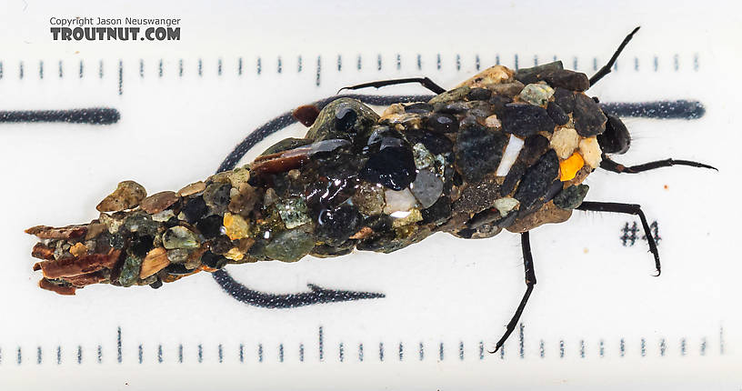 Limnephilidae (Northern Caddisflies) Caddisfly Larva from the South Fork Snoqualmie River in Washington