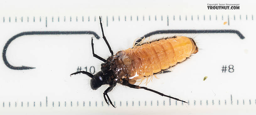 Limnephilidae (Northern Caddisflies) Caddisfly Larva from the South Fork Snoqualmie River in Washington