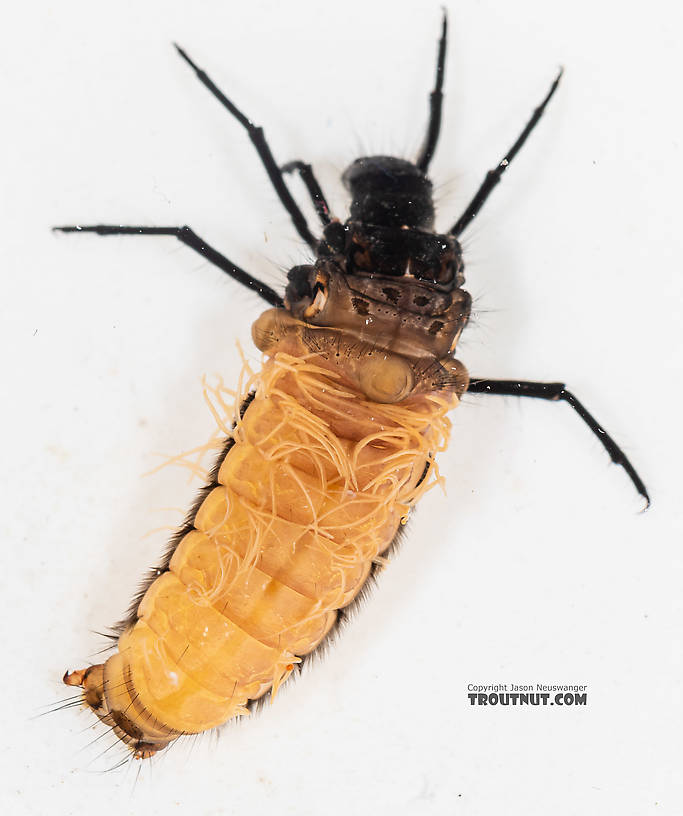 Limnephilidae (Northern Caddisflies) Caddisfly Larva from the South Fork Snoqualmie River in Washington