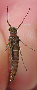 Female Ephemerella subvaria (Hendrickson) Mayfly Spinner