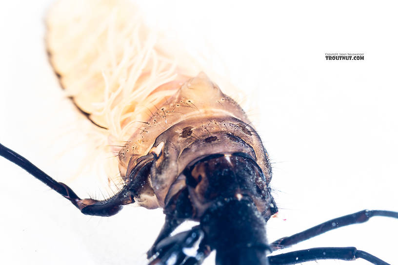 Limnephilidae (Northern Caddisflies) Caddisfly Larva from the South Fork Snoqualmie River in Washington