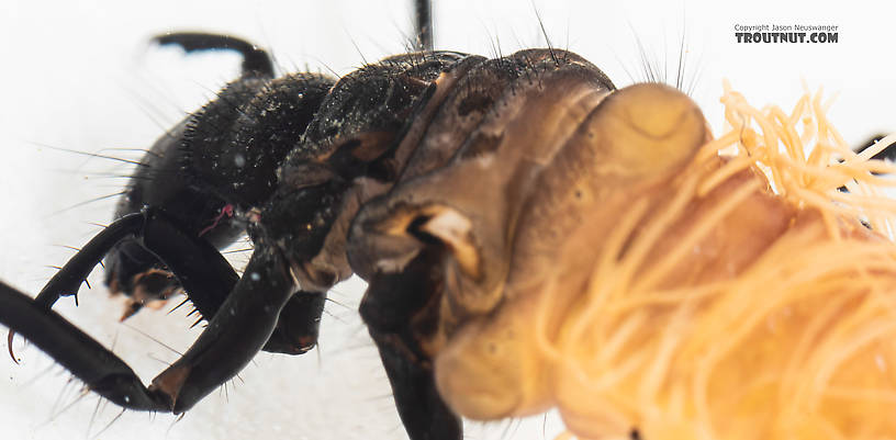 Limnephilidae (Northern Caddisflies) Caddisfly Larva from the South Fork Snoqualmie River in Washington