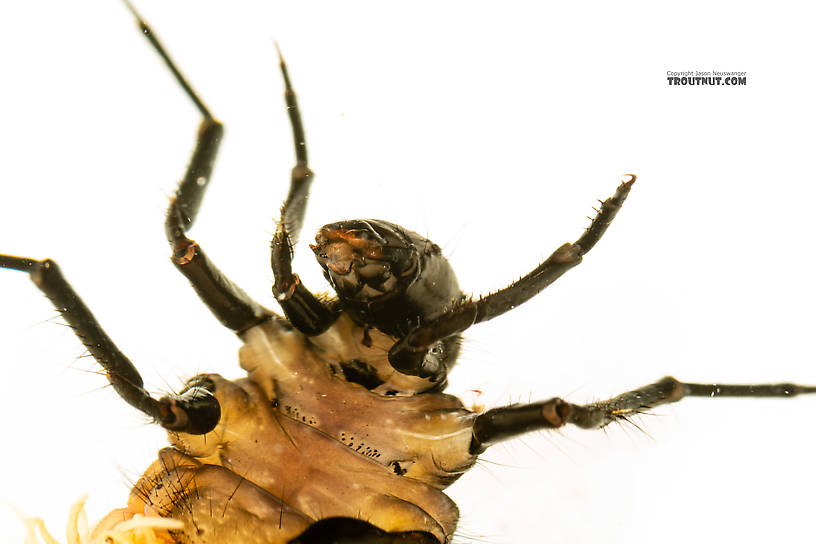 Limnephilidae (Northern Caddisflies) Caddisfly Larva from the South Fork Snoqualmie River in Washington