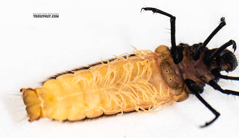 Limnephilidae (Northern Caddisflies) Caddisfly Larva from the South Fork Snoqualmie River in Washington