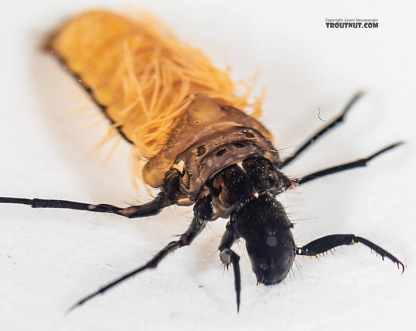 Limnephilidae (Northern Caddisflies) Caddisfly Larva from the South Fork Snoqualmie River in Washington