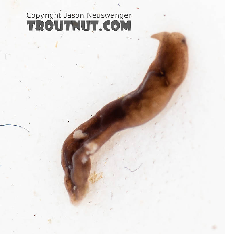 Platyhelminthes (Flatworms) Flatworm from the South Fork Snoqualmie River in Washington