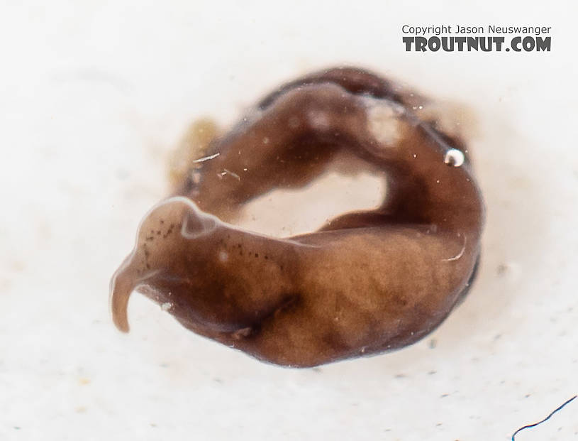 Platyhelminthes (Flatworms) Flatworm from the South Fork Snoqualmie River in Washington