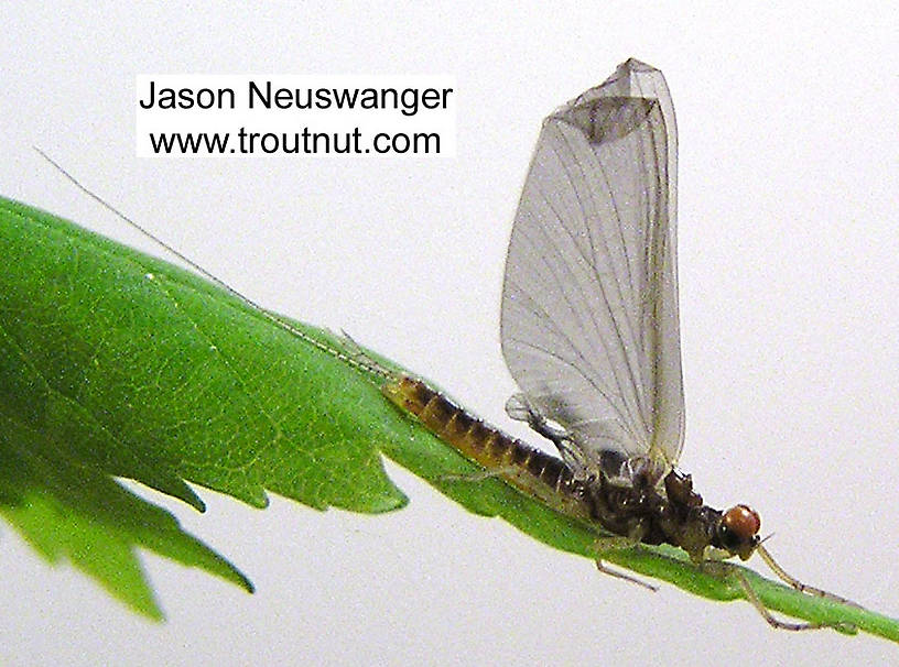 Male Ephemerella invaria (Sulphur Dun) Mayfly Dun from unknown in Wisconsin