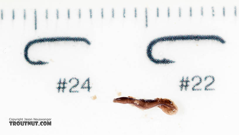 Platyhelminthes (Flatworms) Flatworm from the South Fork Snoqualmie River in Washington