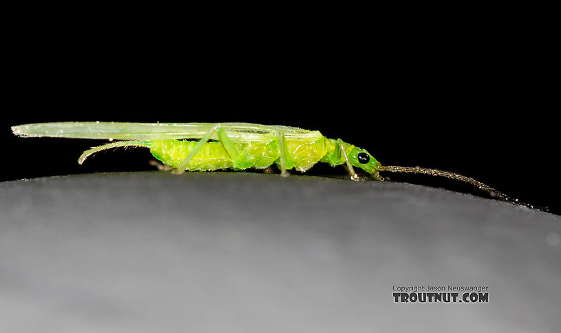 Female Alloperla (Sallflies) Stonefly Adult from the North Fork Couer d'Alene River in Idaho