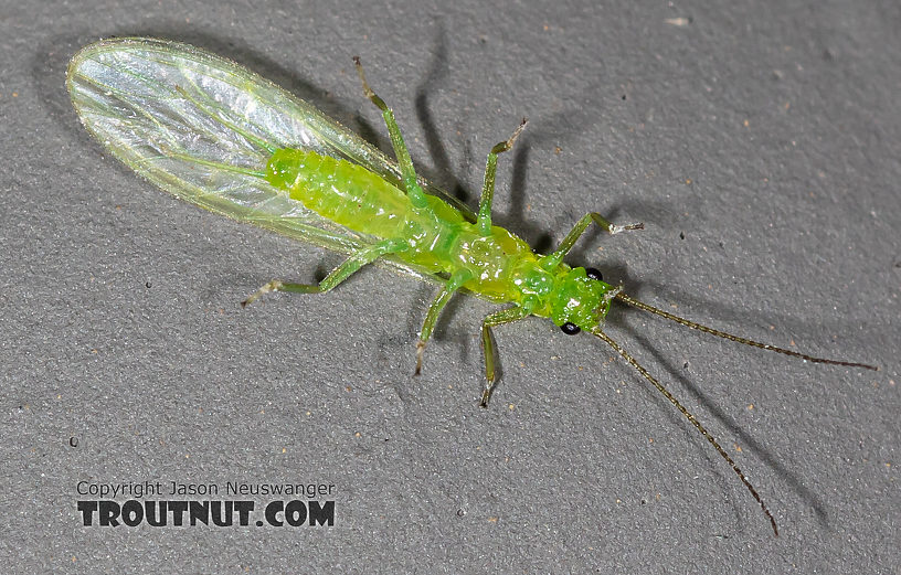 Female Alloperla (Sallflies) Stonefly Adult from the North Fork Couer d'Alene River in Idaho