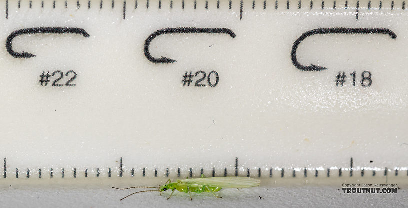 Female Alloperla (Sallflies) Stonefly Adult from the North Fork Couer d'Alene River in Idaho