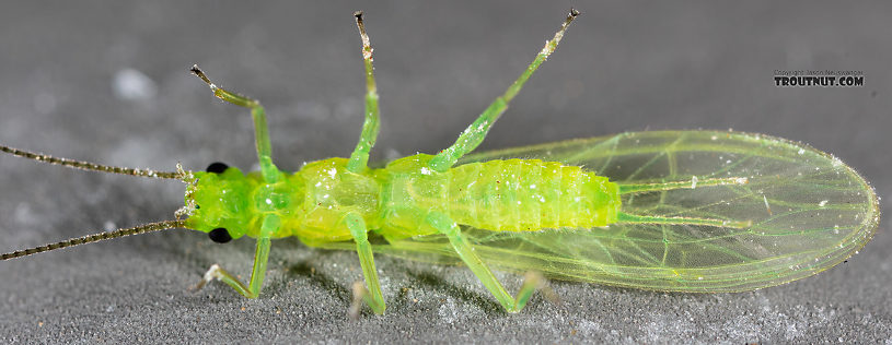 Female Alloperla (Sallflies) Stonefly Adult from the North Fork Couer d'Alene River in Idaho