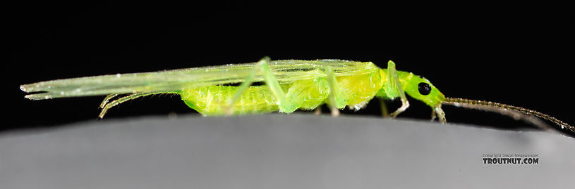 Female Alloperla (Sallflies) Stonefly Adult from the North Fork Couer d'Alene River in Idaho