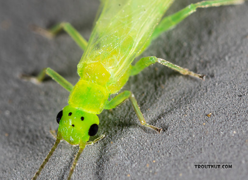 Female Alloperla (Sallflies) Stonefly Adult from the North Fork Couer d'Alene River in Idaho