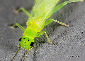 Female Alloperla (Sallflies) Stonefly Adult