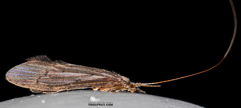 Male Leptoceridae Caddisfly Adult from the Madison River in Montana