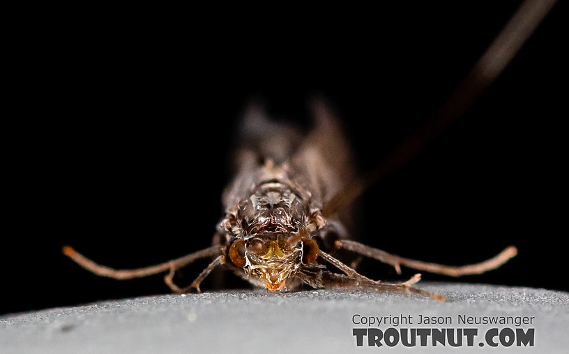 Male Leptoceridae Caddisfly Adult from the Madison River in Montana