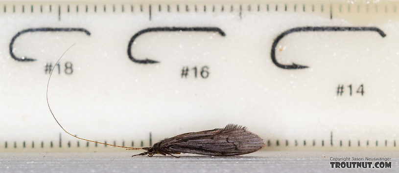 Male Leptoceridae Caddisfly Adult from the Madison River in Montana