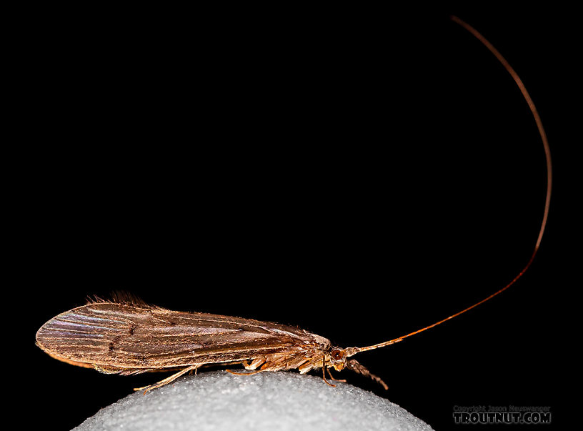 Male Leptoceridae Caddisfly Adult from the Madison River in Montana