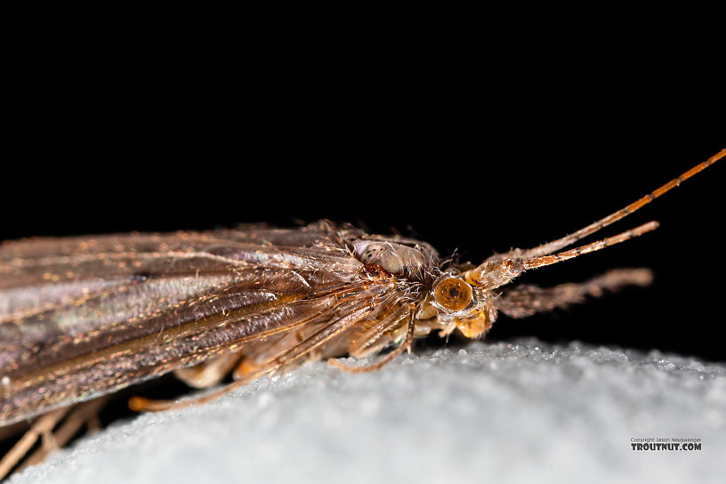 Male Leptoceridae Caddisfly Adult from the Madison River in Montana