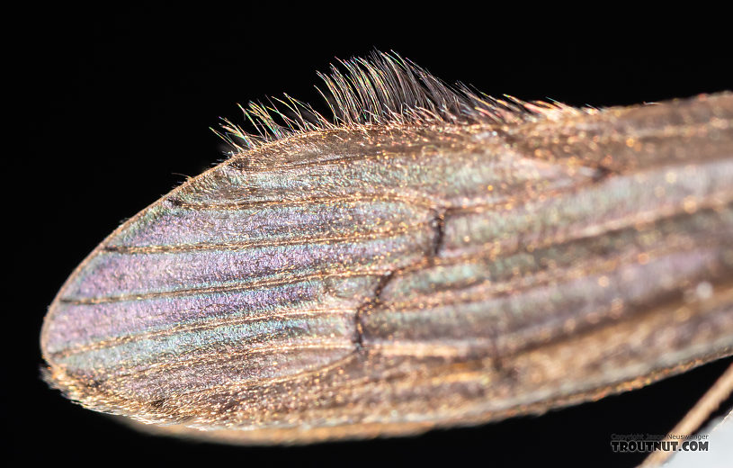 Male Leptoceridae Caddisfly Adult from the Madison River in Montana