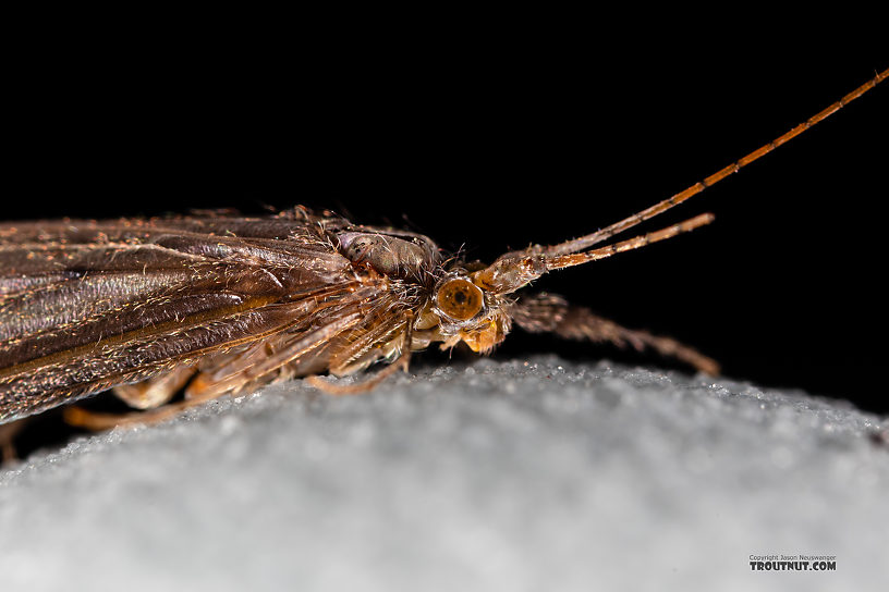 Male Leptoceridae Caddisfly Adult from the Madison River in Montana