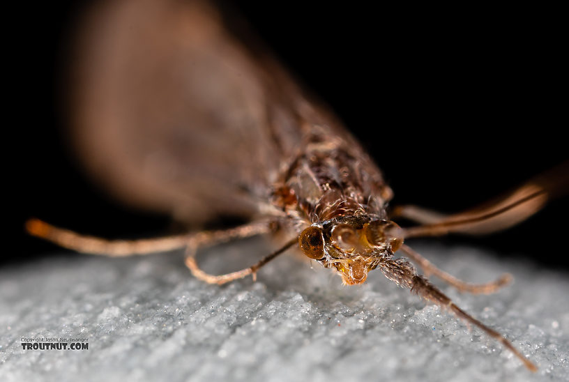 Male Leptoceridae Caddisfly Adult from the Madison River in Montana