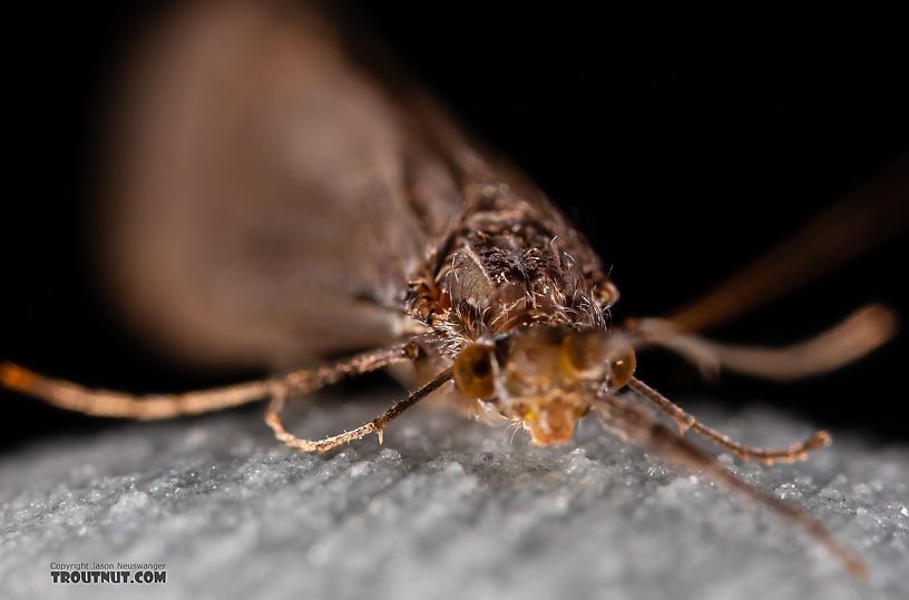 Male Leptoceridae Caddisfly Adult from the Madison River in Montana